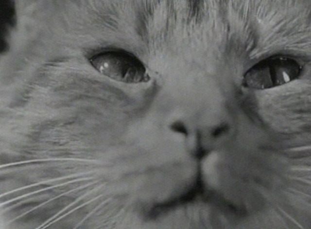 Greed - tabby cat closeup looking up