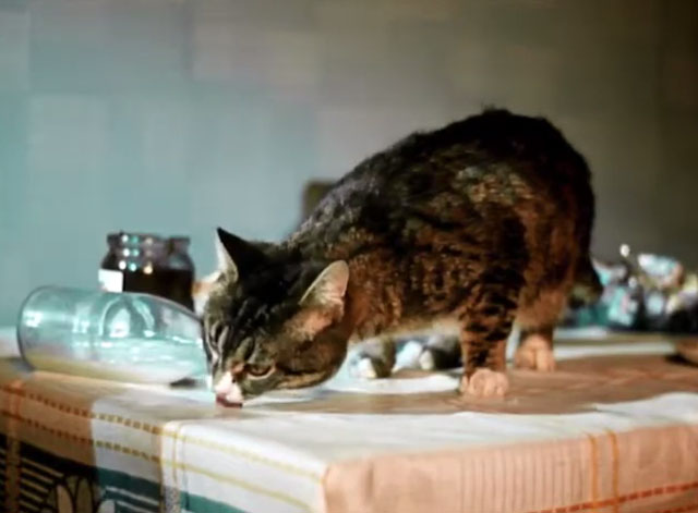 Greedy Kuzya - brown and white tabby cat Kuzya lapping spilled milk from table