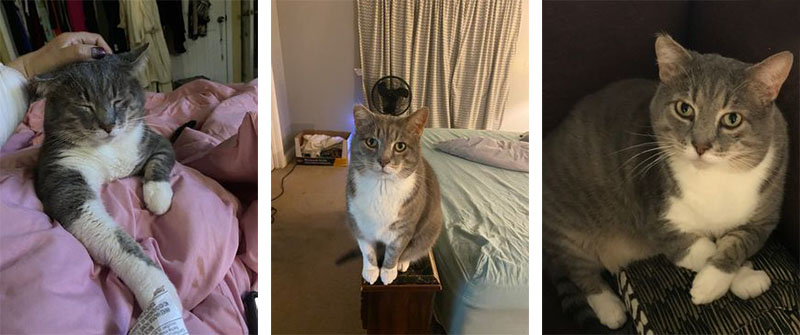 Green Book - casual photos of gray and white tabby cat Bebe