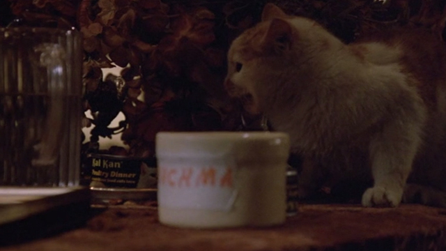 Gremlins - orange and white cat hissing