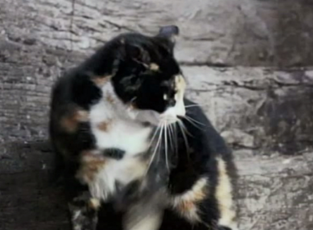 Greyfriars Bobby - angry tortoiseshell cat