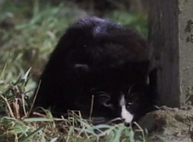Greyfriars Bobby - tuxedo cat crouching by grave