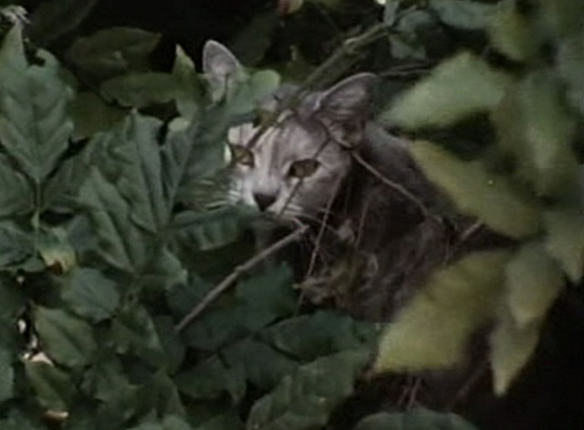 Grey Gardens - cat looking through bushes