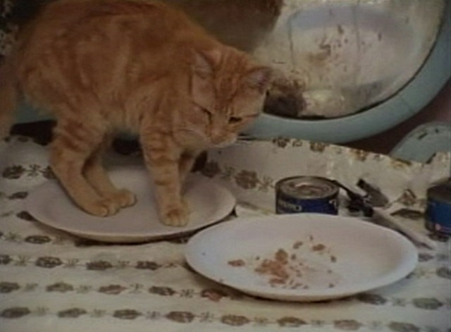 Grey Gardens - orange tabby cat by dirty food dish