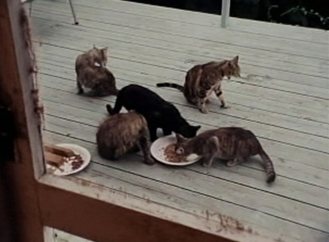 Grey Gardens - cats eating outside