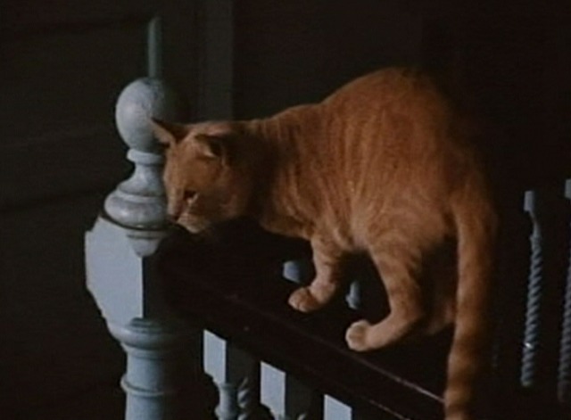 Grey Gardens - orange tabby cat on railing