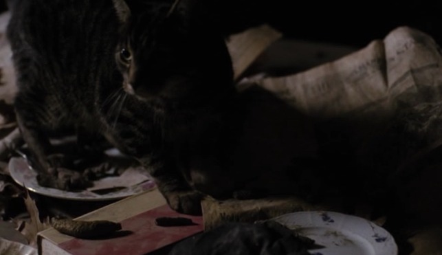 Grey Gardens HBO - tabby cat seen in filth