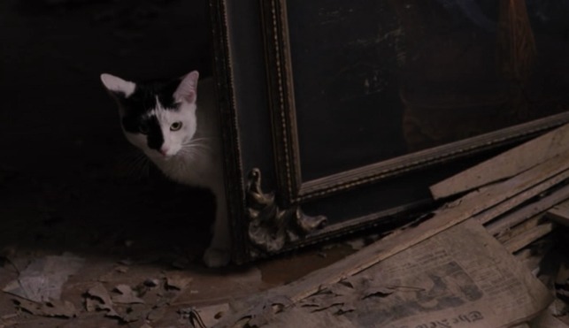 Grey Gardens HBO - tuxedo cat peeing behind portrait