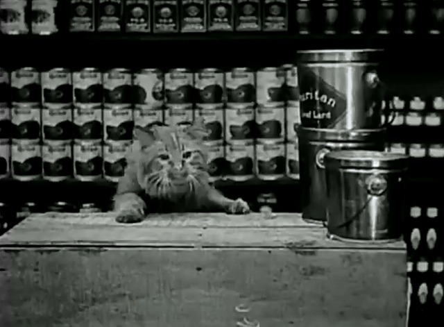 The Grocery Clerk - cat climbing up onto shelf