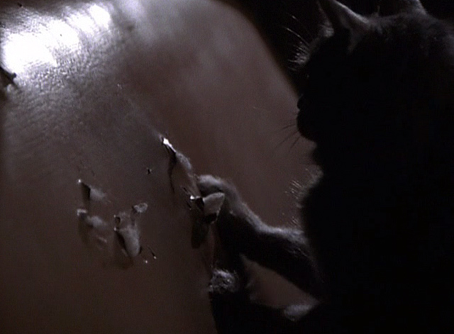 Grumpier Old Men - gray cat Slick scratching car seats