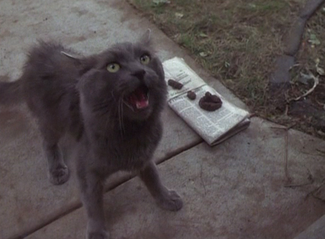Grumpier Old Men - gray cat Slick hissing with arched back
