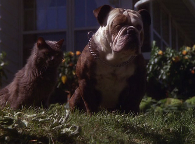 Grumpier Old Men - gray cat Slick and one-eyed bulldog Lucky watching John and Max fight on front lawn