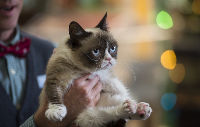 Grumpy Cat's Worst Christmas Ever - Grumpy Cat