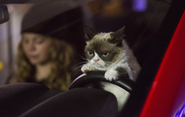 Grumpy Cat's Worst Christmas Ever - Grumpy Cat driving car
