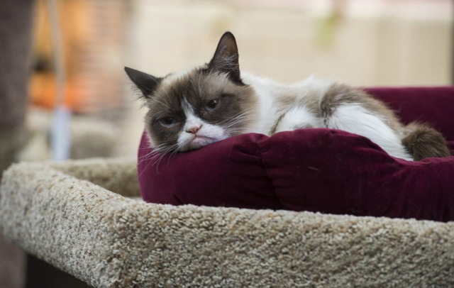 Grumpy Cat's Worst Christmas Ever - Grumpy Cat in pet store