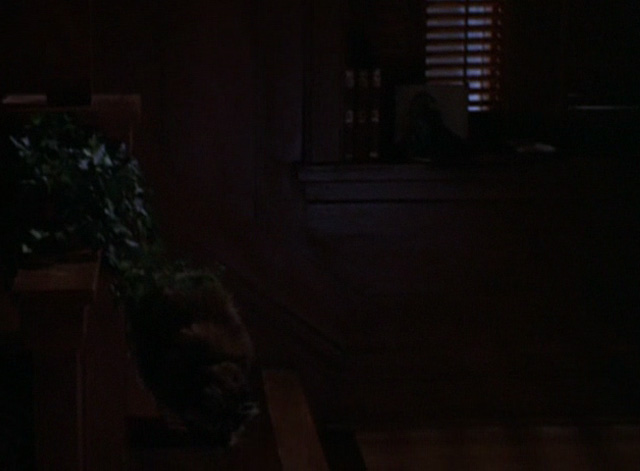 Grumpy Old Men - long haired calico cat Slick coming down stairs in dark