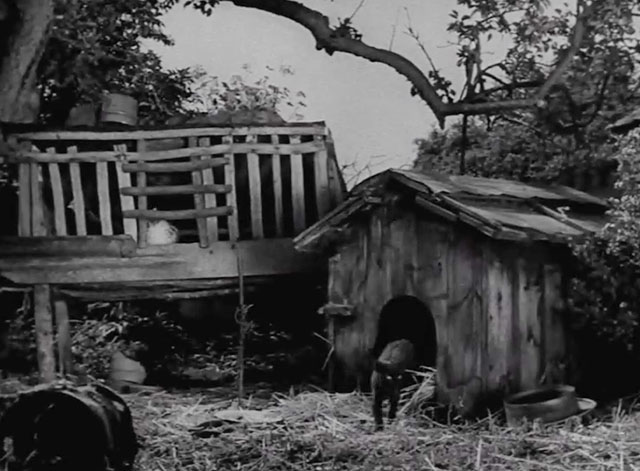 Guilt is My Shadow - small black cat walking out of dog house