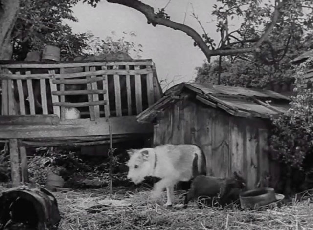 Guilt is My Shadow - small black cat an dog walking in opposite directions after exiting dog house