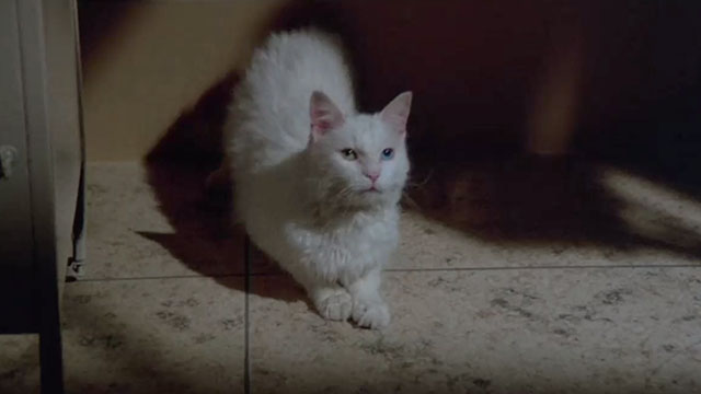 Gus - odd-eyed white cat on floor