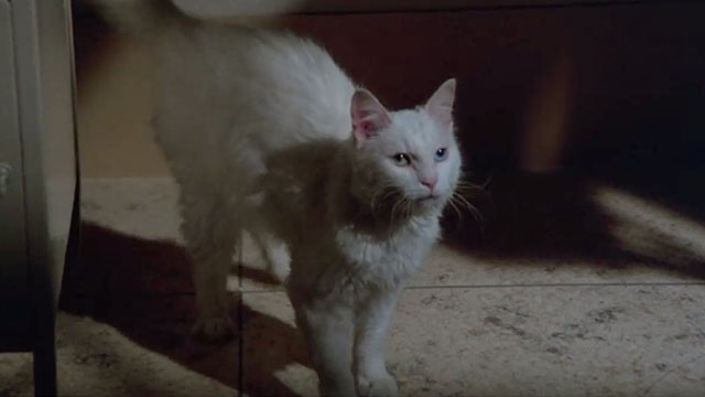 Gus - odd-eyed white cat on floor