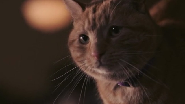 Hachi, A Dog's Tale - close up of Antonia orange tabby cat
