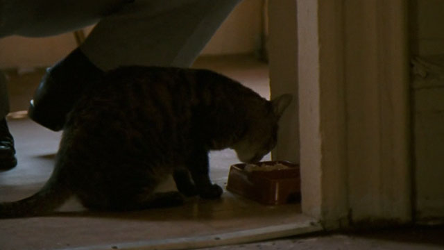 Half Nelson - tabby cat Dave eating from bowl