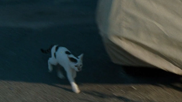 Half Nelson - white and black cat running