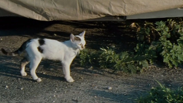Half Nelson - white and black cat standing
