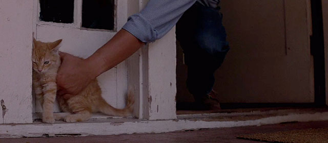 Halloween III: Season of the Witch - ginger tabby kitten being grabbed outside door