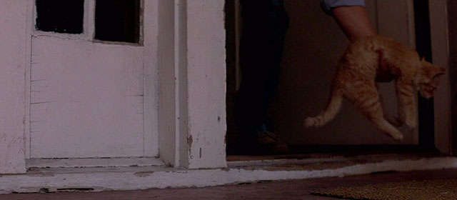 Halloween III: Season of the Witch - ginger tabby kitten being pulled inside doorway