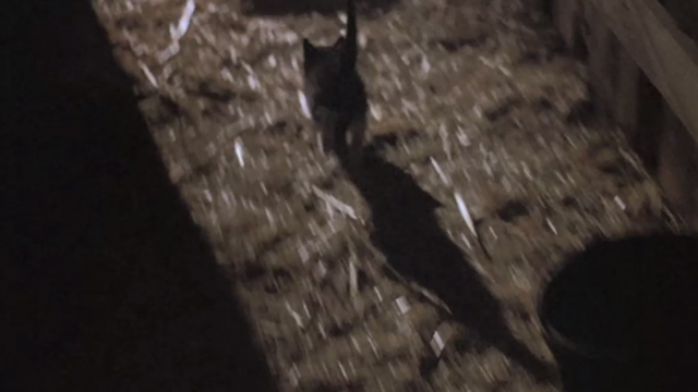 Halloween 5: The Revenge of Michael Meyers - tuxedo kitten running away in barn