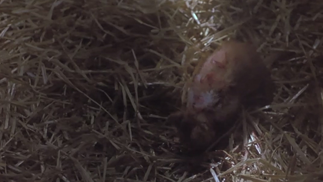 Halloween 5: The Revenge of Michael Meyers - ginger tabby kitten covered with blood on barn floor