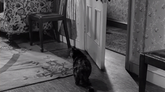 Hand in Hand - tortoiseshell cat Sam walking into room