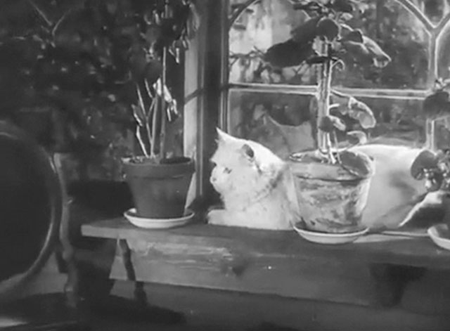 Hans engelska fru - His English Wife - Discord - longhair white cat sitting in windowsill