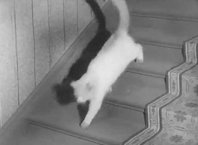 Hans engelska fru - His English Wife - Discord - longhair white cat running down stairs