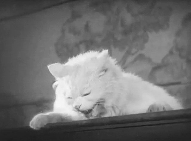 Hans engelska fru - His English Wife - Discord - longhair white cat hissing on top of wardrobe