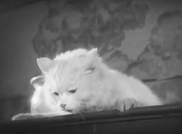 Hans engelska fru - His English Wife - Discord - longhair white cat on top of wardrobe