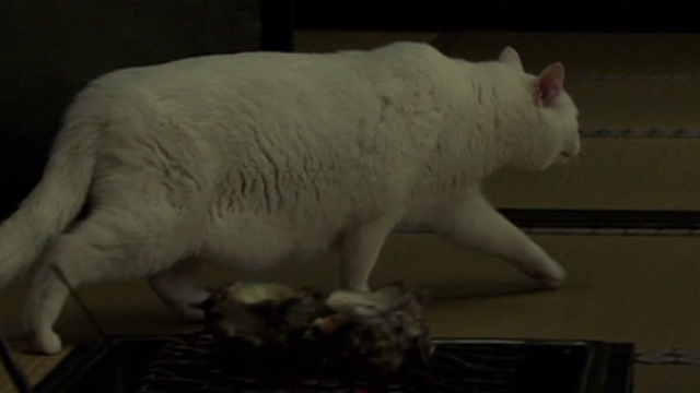 Hara-Kiri - White cat walking out of room