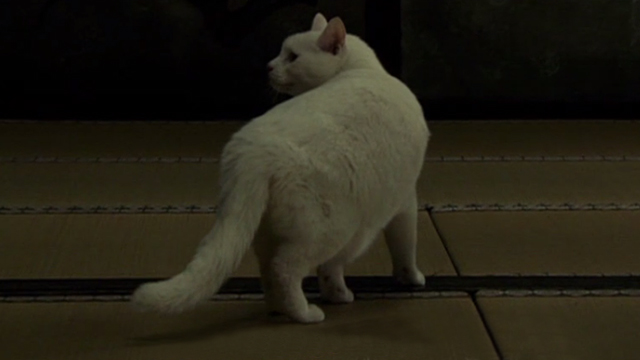 Hara-Kiri - White cat walking out of room