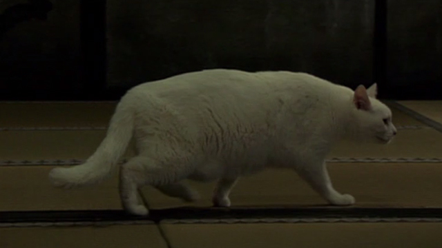 Hara-Kiri - White cat walking out of room