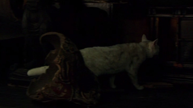 Hara-Kiri - dirty white cat moving toward cupboard