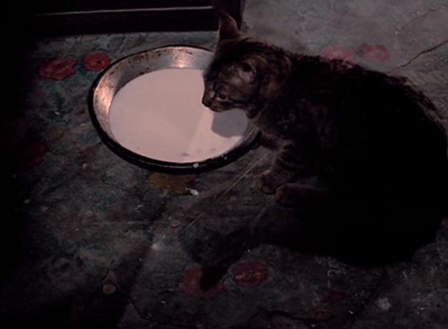 Hard Times - tabby cat next to pan of milk on floor