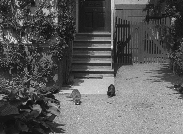 Harestegen - two tuxedo cats and one tabby and white cat in yard