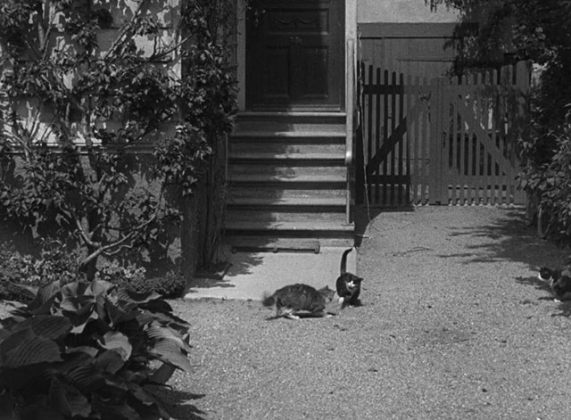 Harestegen - tuxedo cat and tabby and white cat fighting in yard with second tuxedo nearby