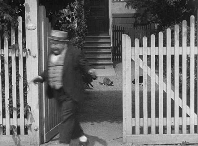 Harestegen - Nokkesen Frederick Buch beating hasty retreat from tuxedo and tabby and white cats in yard