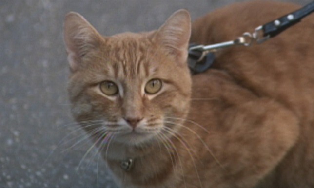 Harry & Tonto - ginger tabby cat Tonto on leash