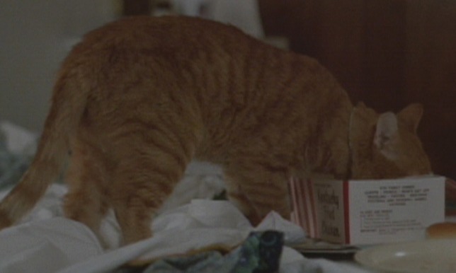 Harry & Tonto - ginger tabby cat Tonto eating KFC from box