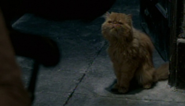 Harry Potter and the Order of the Phoenix - Crookshanks cat looking smug after eating ear