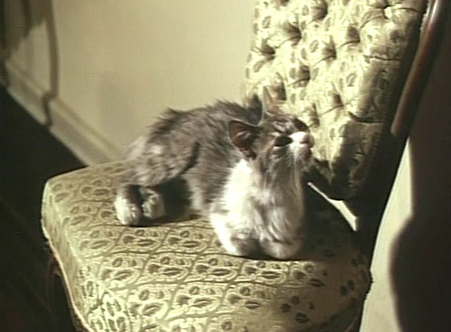 Hasta el viento tiene miedo - Even the Wind is Afraid - longhair gray and white cat on chair
