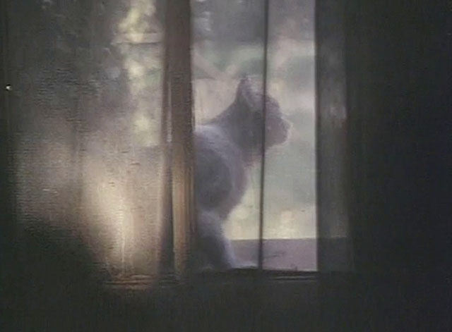 Hasta el viento tiene miedo - Even the Wind is Afraid - longhair gray and white cat in window